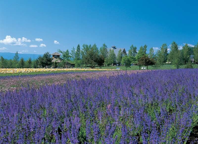 【茨城空港発】 有料席より観る「YOSAKOIソーラン祭り」と富良野・美瑛・札幌・小樽３日間　宿泊は祭り会場「大通公園」まで徒歩5分のホテルに２連泊2