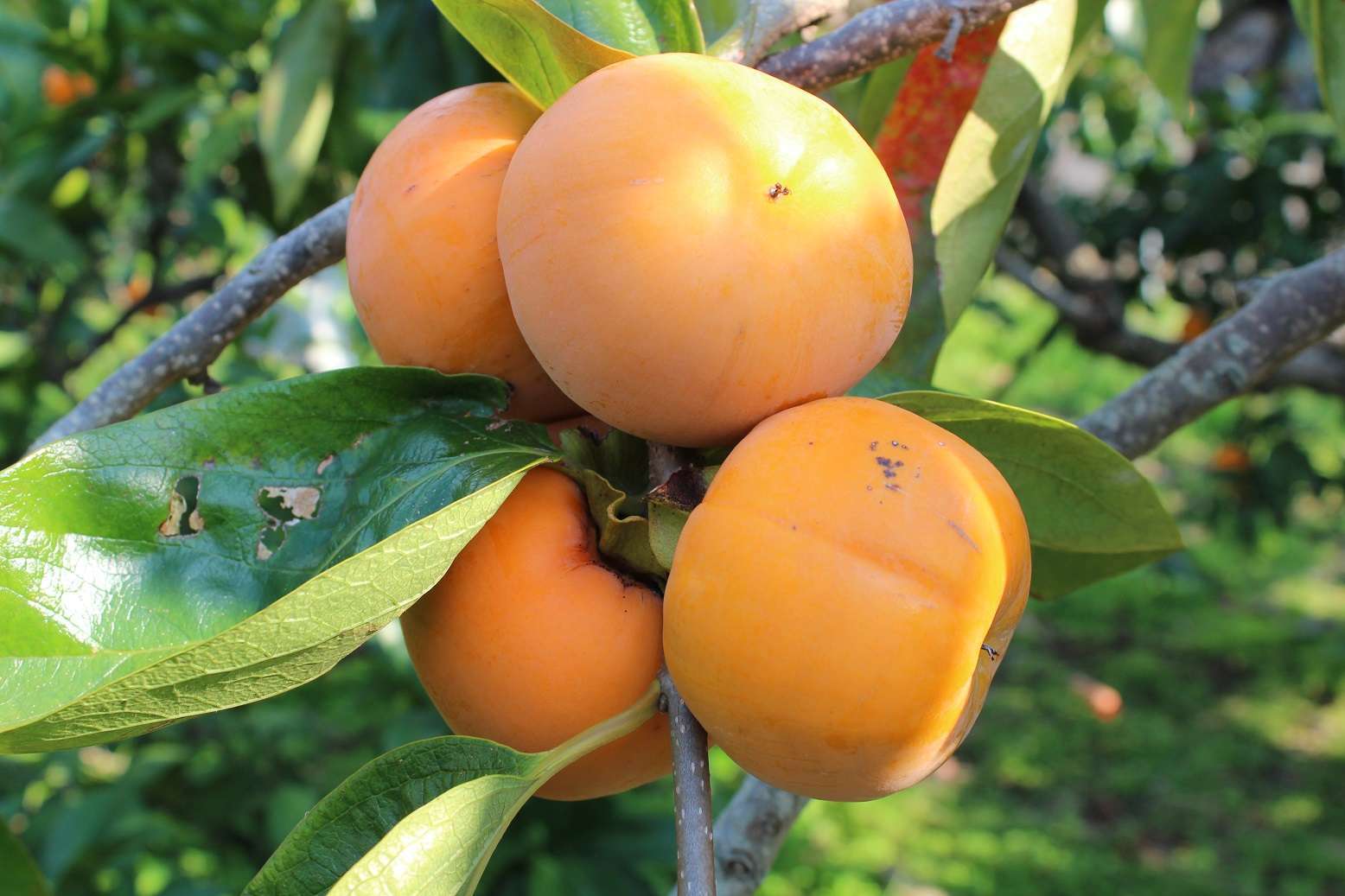 本場の有田みかん狩り食べ放題と紀州おっきな富有柿狩り体験【田原本・大和八木・橿原神宮・五位堂発】2