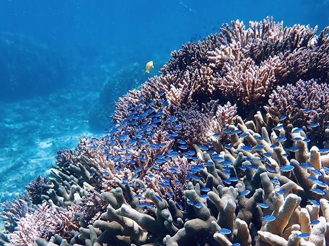 【与論島/赤崎サンゴの森シュノーケリング付】ヨロン島最大のサンゴ群でシュノーケリング☆人気のリゾート　プリシアリゾートヨロン指定　2泊3日1