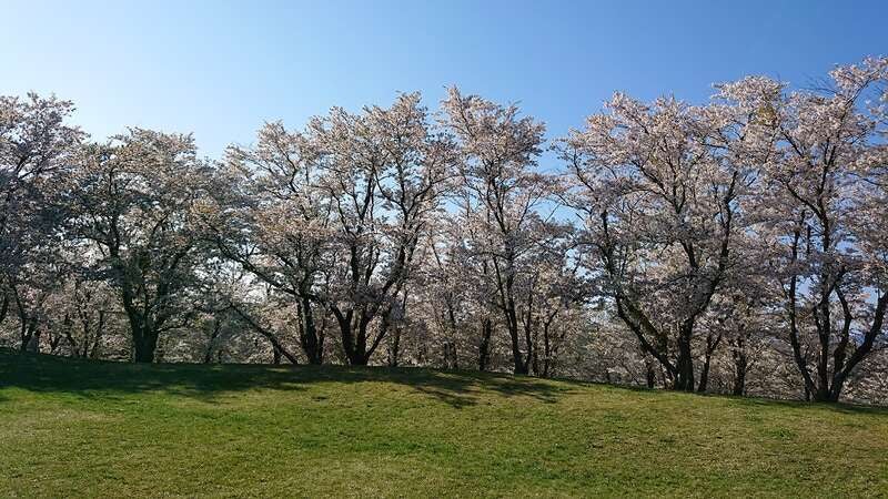 【旭川エリア発】 厚田の桜と「ガトーキングダム サッポロ」ランチビュッフェ（日帰り）2