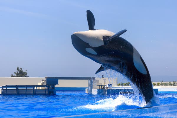 【福山・岡山発着】🐬神戸須磨シーワールド4時間滞在🐬　西日本初！シャチの見えるレストランでのブッフェランチ付き2