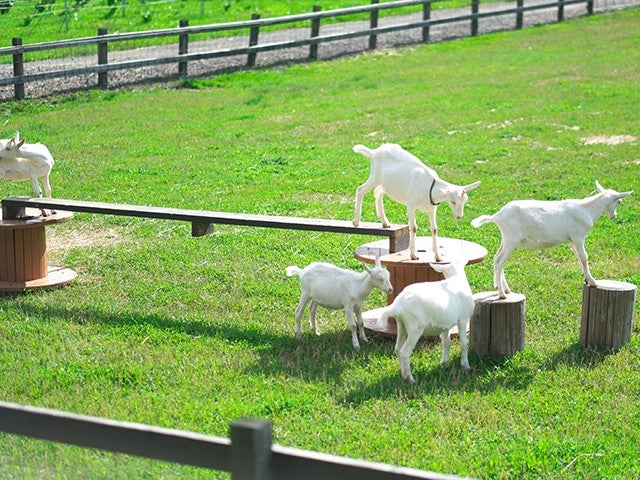 ■【旭川空港利用】旅程2日目：観光周遊バス「ふらの号 エンジョイコース」付！富良野エリアホテルチョイス4泊5日3