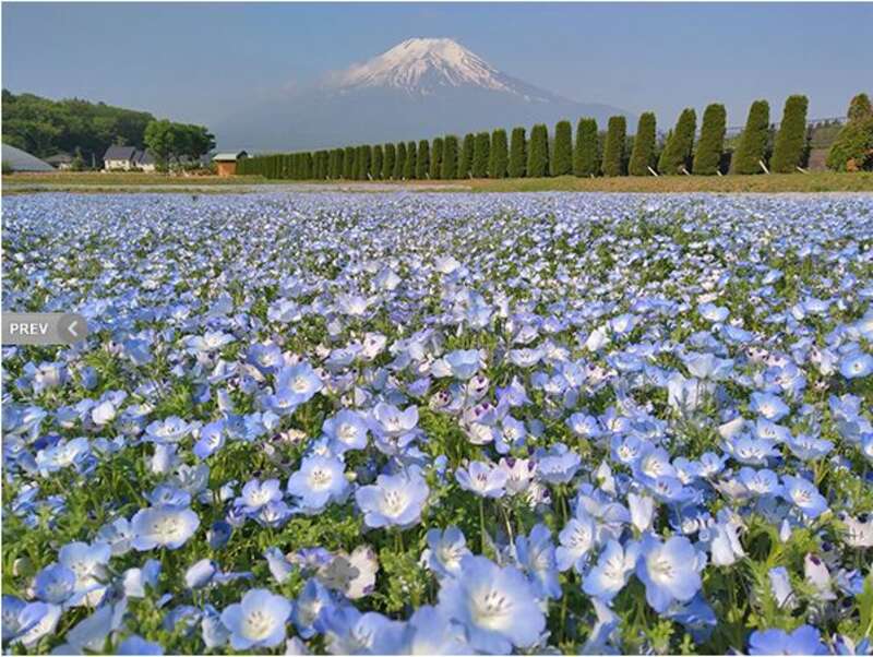 【和歌山市内ルート発】 感動の富士山麓花まつりと大井川鐵道ブルートレイン　～富士芝桜まつり・花の都ネモフィラ～２日間1
