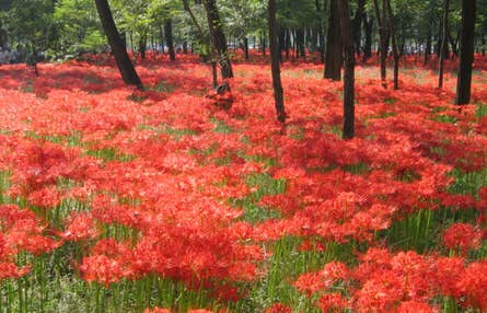 【西船橋発】曼殊沙華と川越散策 巾着田の『曼殊沙華』の赤い絨毯と川越散策＆名物うな重ランチ付ツアー