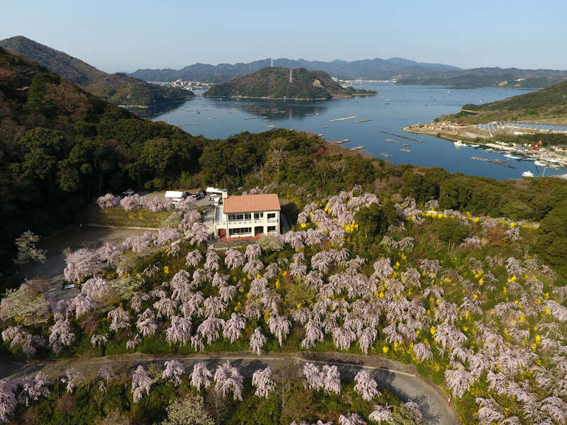 【高知県内発】 徳島の春を満喫！枝垂れ桜の名所「花見山」と徳島城跡・徳島中央公園、妙見山公園　日帰り1