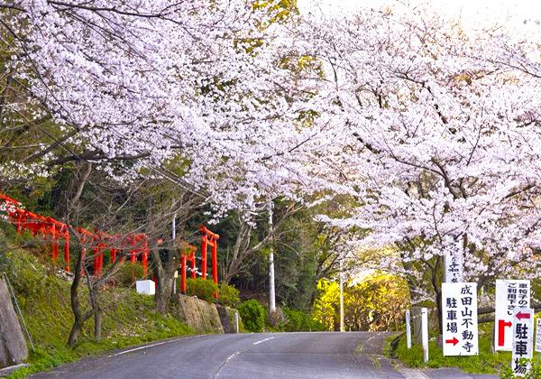 [北九州発] 岡垣春のお花見ほろよいまつりと成田山不動寺桜のトンネル3