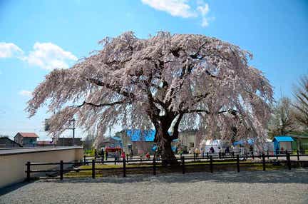 【秋田市内発】 函館湯の川温泉に宿泊!五稜郭・北斗桜回廊 道南桜めぐり 2日間