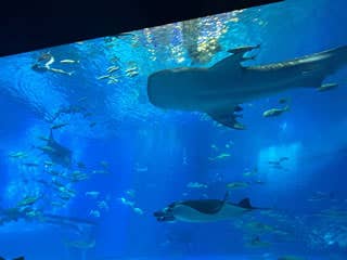 【那覇・北谷・恩納村発/北部観光】ラド美ら海号（美ら海水族館入館券付）『沖縄1日観光バスツアー』8箇所より乗降車可能！★「万座毛」→「沖縄美ら海水族館(水族館入館券付)」→「古宇利島」→「ナゴパイナップルパーク」→「御菓子御殿」★￥7,300★1