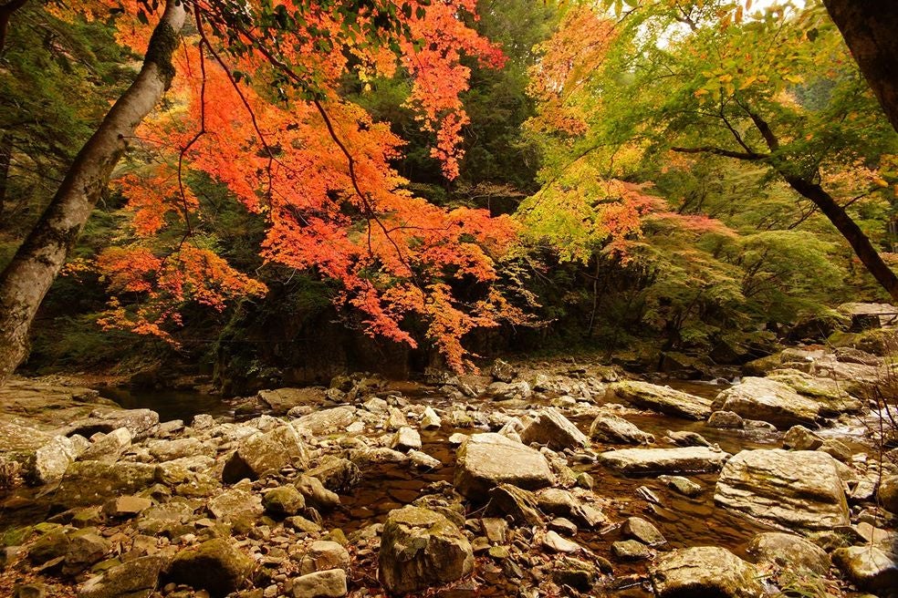 ＜三重＞日本の滝100選　赤目四十八滝　紅葉に染まる渓谷ハイキング【垂水･名谷･三宮出発】3