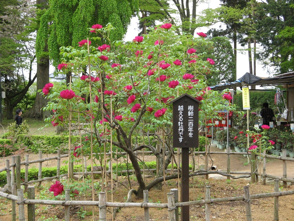 【山形県内発】 「大ゴッホ展　夜のカフェテラス」と国指定名勝「須賀川の牡丹園」（日帰り）2