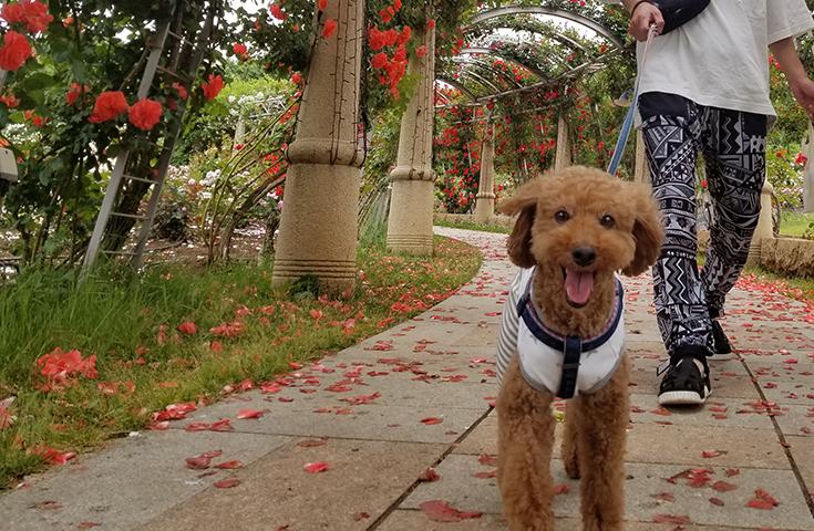 【愛犬同伴プラン】(6/8)日本一長いバラ回廊『ハイジの村』＆『さくらんぼ狩り』食べ放題！ドッグフィールドのあるカフェでランチ付きの日帰りvipわんツアー！3