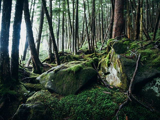 【名古屋発】■２０２６年６月１７日（水）■（個室）釜無ホテイアツモリソウ咲く「入笠山」と初夏の「八島湿原・霧ヶ峰」　１泊２日　♪名鉄の泊りハイキング3
