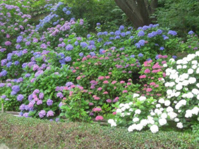 【岡山・倉敷発】 果実の宝石さくらんぼ狩りと初夏を彩る約1万株のあじさい～芸備線ローカル列車の旅～　日帰り2