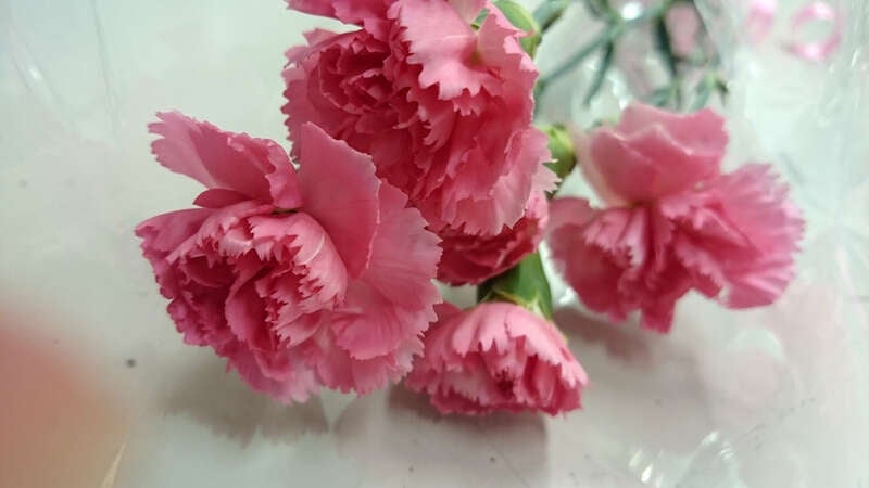 【静岡県内発】 母の日ミステリー ～いつも頑張ってるお母さんへ！カーネーション2本付♪～1