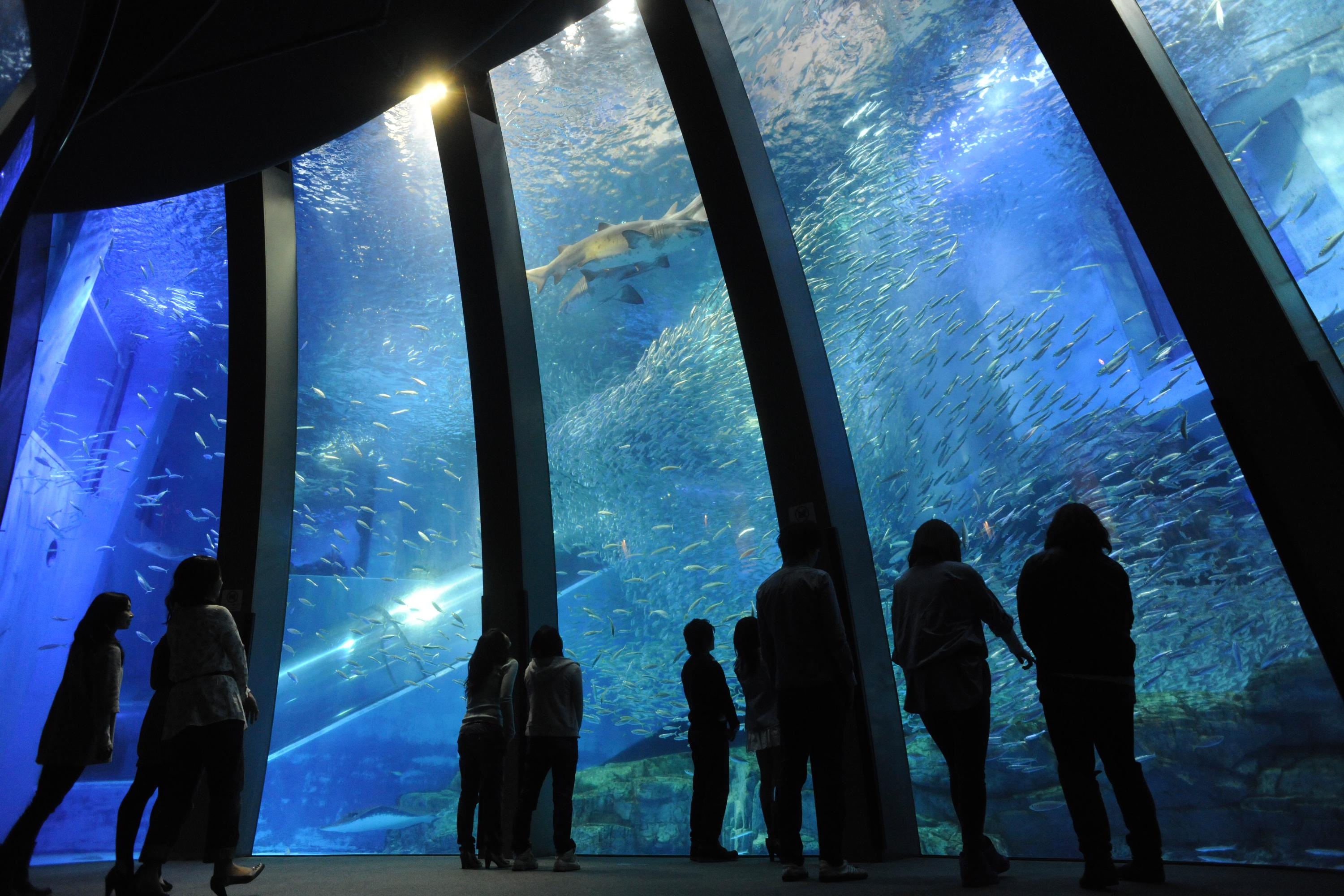 【千葉県内発】 夏休み「横浜・八景島シーパラダイス」花火シンフォニア　うれしい水族館4施設パス付 　日帰り2
