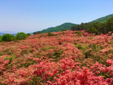 【盛岡発】三陸ジオパーク岩井崎とつつじ咲く徳仙丈山