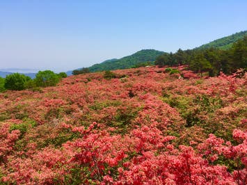 【盛岡発】三陸ジオパーク岩井崎とつつじ咲く徳仙丈山