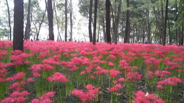 【寒河江・東根・天童・山形市内発】旅のすごろく市9月　THE　秋の花！羽黒山公園の真っ赤な彼岸花と松山御本丸公園の色とりどりのコスモス（日帰り）1