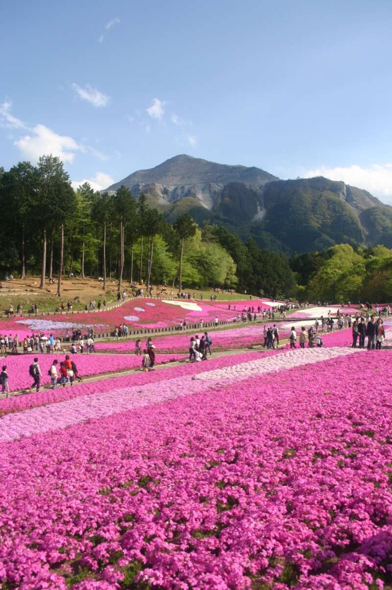 【群馬県内発】 ピンクの絨毯！約40万株『羊山公園芝桜の丘』 春色の小江戸・川越ぶらり散策＆うな重の昼食1