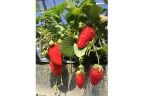 【春日井車庫・小牧発】＊日帰り昼食なし＊『お伊勢参りといちご狩り』