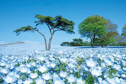 感動の花景色！３つの名所を巡る旅　２泊３日