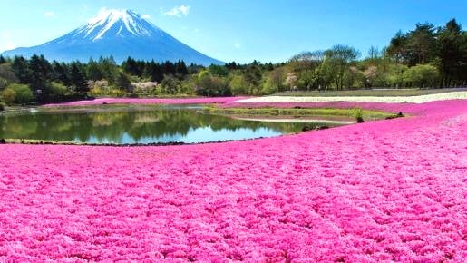 ＜Web割対象商品＞【キングツアーバス旅】富士山麓花めぐり♪富士芝桜まつり＆ネモフィラ♪絶景リゾートレストラン『フジヤマテラス』でランチブッフェ〔多摩センター・聖蹟桜ヶ丘発〕1