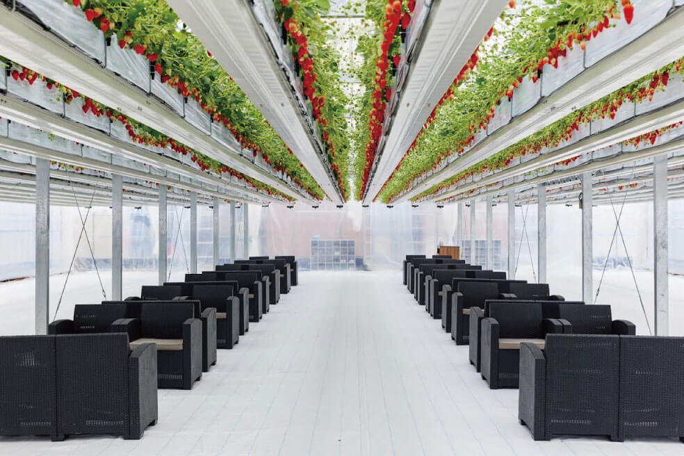 ＜兵庫＞丹波篠山 本格ボタン鍋＆宙に浮かぶいちご狩り体験　どっさり2㎏のお土産付【明石・西神中央・緑が丘出発】2