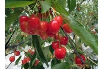 【刈谷・知立発】＊日帰り昼食付＊『山梨さくらんぼ狩りと桔梗信玄餅詰め体験』1