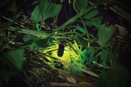 ＜横手山・渋峠＞2つの遊覧で赴く空中散歩と さわやか志賀高原長期滞在 5日間　～標高2307m 横手山渋峠～ 日本最高峰を堪能！2つの遊覧で雲上の美景を訪れる♪1