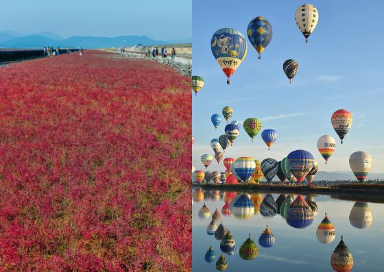 【バスハイク／天神発着／添乗員同行】 海の紅葉シチメンソウと 2026佐賀インターナショナルバルーンフェスタ 癒しのコスモスと 佐賀牛ローストビーフ丼＆いかとろろ丼食べ比べランチ1