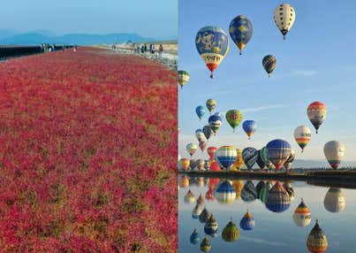 【バスハイク／天神発着／添乗員同行】 海の紅葉シチメンソウと 2026佐賀インターナショナルバルーンフェスタ 癒しのコスモスと 佐賀牛ローストビーフ丼＆いかとろろ丼食べ比べランチ