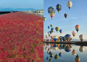 【バスハイク／天神発着／添乗員同行】 海の紅葉シチメンソウと 2026佐賀インターナショナルバルーンフェスタ 癒しのコスモスと 佐賀牛ローストビーフ丼＆いかとろろ丼食べ比べランチ