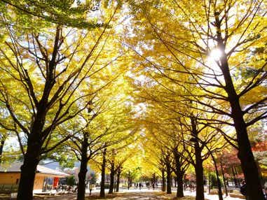 【東京駅_鍛冶橋駐車場発】 Webからの申込で2,000円割引!《ようこそ練馬ぶらり旅》農産物・食・自然、練馬の魅力を体験! JA東京あおば農業祭 と 光が丘公園のイチョウ並木散策 テレビによく出る大人気スーパー「アキダイ」 日帰り