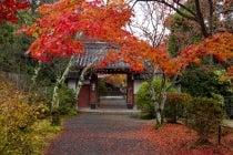 【名古屋駅発】＊日帰り昼食付＊『京都　鷹峯の紅葉　～常照寺・源光庵～』2