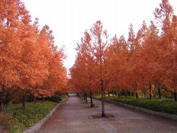 【島根県・鳥取県米子市発】 秋色の神戸・六甲山 ２日間3
