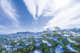 龍野　姫路　三木発
100万株の青い花ネモフィラ祭り2026と三田芝桜園花のじゅうたん1