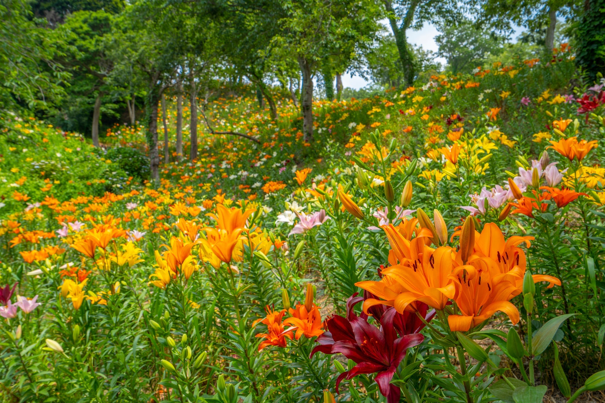 『ゆりの咲く時期のみ期間限定開園「可睡ゆりの園」と色彩あふれる花の楽園「はままつフラワーパーク」　２日間』＜ゆったり旅/ゆったり滞在＞1