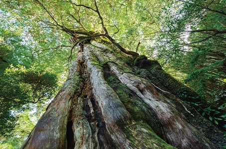 18～70歳限定【JR大分発着/HOTEL YAKUSHIMA】世界自然遺産の島 屋久島・縄文杉登山と白谷雲水峡 3日間　当コースは18歳～70歳までの方限定ツアーです。1