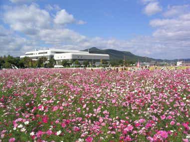 【高知県内発】 秋を彩るバラ・コスモス２つの花競演と丹波秋の大収穫祭 ２日間