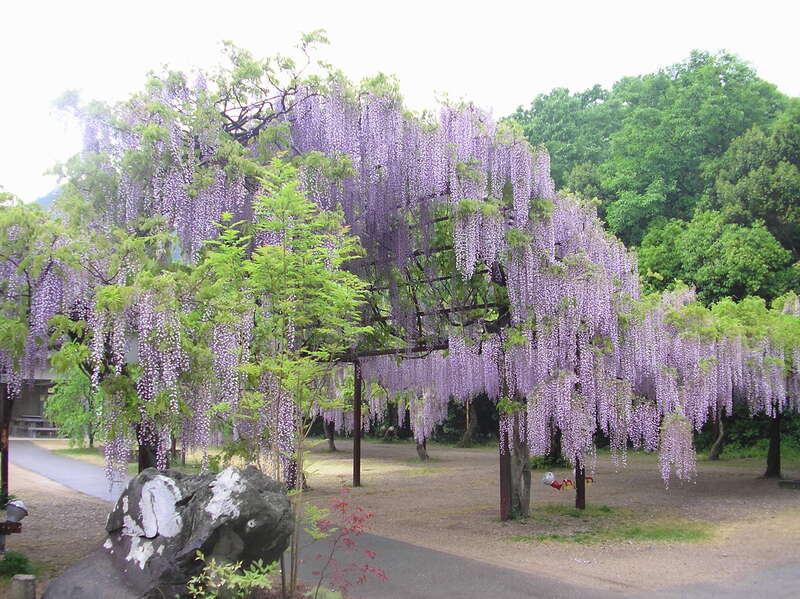 【鳥取・ハワイ・倉吉発】 竹の子バイキング＆千屋牛を食す♪藤・ポピー・ネモフィラが咲く岡山春の花旅　日帰り3