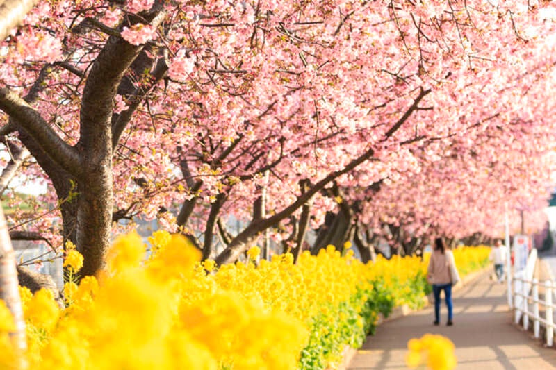 【群馬県内発】 まぐろ含む２キロのお土産付！　大漁！三崎港「まぐろ」めぐりと 春の足音☆彡河津桜1000本と菜の花 「三浦海岸桜まつり」　日帰り3