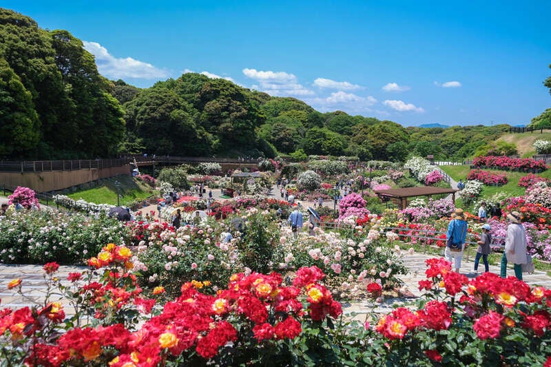 【行橋・苅田・下曽根・小倉発】 玄海旅館で味わう魚匠御膳と芦屋砂像展２０２６＆響灘緑地のローズガーデン　日帰り3