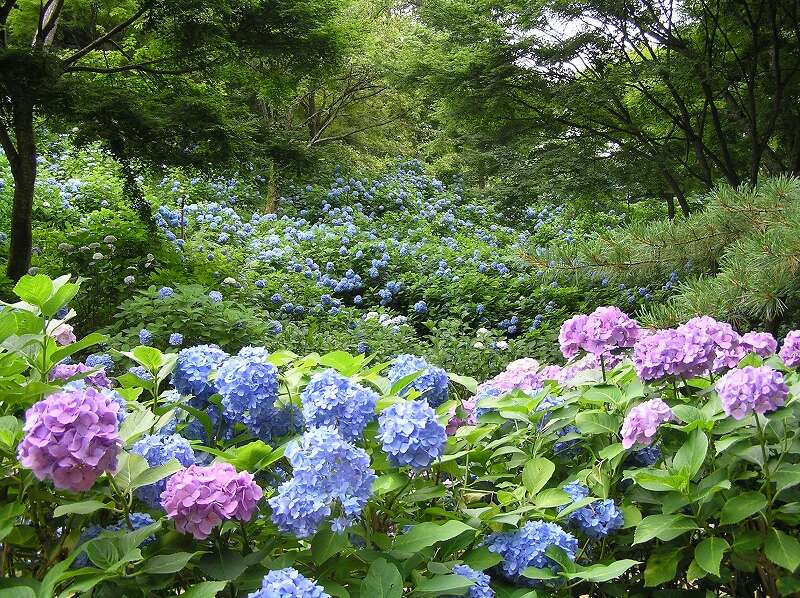 【和歌山県内発】 神戸で過ごす優美な休日！神戸森林植物園アジサイとラベンダー香る神戸布引ハーブ園／ロープウェイ　日帰り3