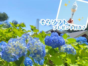 ■【静岡・神奈川】旬を極める静岡Days♪メロン１玉収穫体験！うなぎ釜まぶし御膳の昼食＆箱根神社＆☆初夏を彩る絶景13000株のアジサイ！三島スカイウォーク〈そらソフト付〉