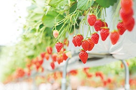 明石・加古川・花田　発
昭和レトロな若桜鉄道と完熟いちご食べ放題3