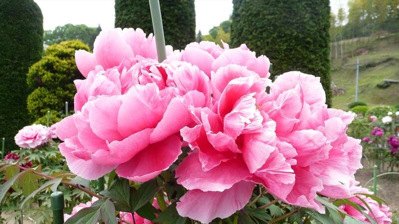 【岩手県内発】 母の日ミステリーツアー　日帰り3