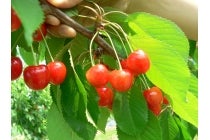 【蒲郡・相見・岡崎発】＊往復バス＋２食付＊『信州さくらんぼ狩りと草津温泉（フリー宿泊プラン）』3