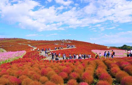 【横浜発】真紅コキア鑑賞&磯前神社那珂湊散策 国営ひたち海浜公園の真っ赤に広がるふわふわ『コキア鑑賞』と那珂湊おさかな市場散策 ~絶景パワースポット「大洗磯前神社」&かねふくめんたいパーク~