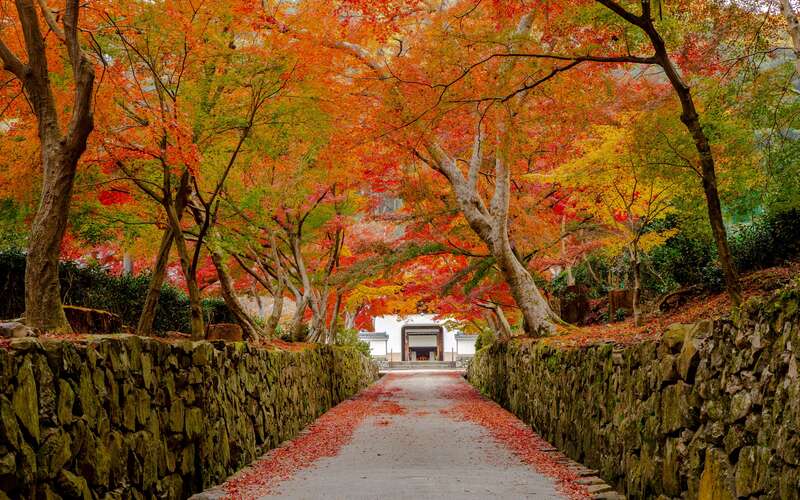 【泉州地区発】 宇治の秋彩三景～世界遺産 平等院・興聖寺・萬福寺～　日帰り1
