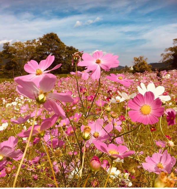 【米沢・高畠・南陽・山形市内発】旅のすごろく市9月　THE　秋の花！羽黒山公園の真っ赤な彼岸花と松山御本丸公園の色とりどりのコスモス（日帰り）3